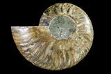 Cut & Polished Ammonite Fossil (Half) - Agate Replaced #146200-1